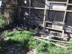 Trio chabo krielen, Dieren en Toebehoren, Pluimvee, Meerdere dieren, Kip