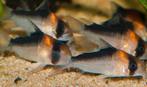 Corydoras duplicareus, Dieren en Toebehoren, Vissen | Aquariumvissen