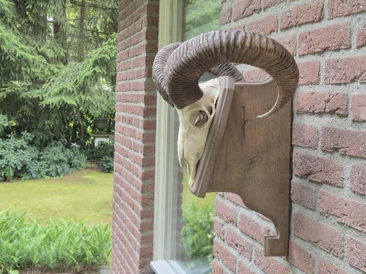 Mooie Moeflon Schedel van NP de Hoge Veluwe Jacht d16, Verzamelen, Dierenverzamelingen, Schedel, Wild dier, Ophalen