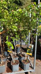 Kweepeer laagstam (peer en appel )vorm met vrucht, Ophalen, Minder dan 100 cm, Appelboom, Zomer