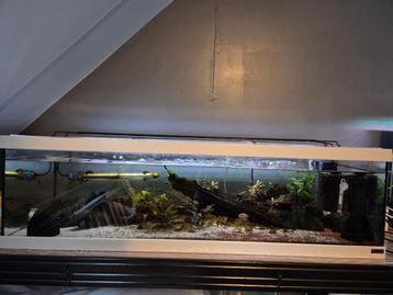 Kweekgroep Sewellias met aquarium  beschikbaar voor biedingen