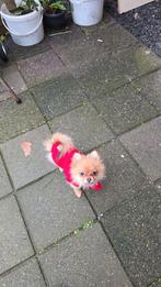 Pomeriaan Pomerian, Dieren en Toebehoren, 15 weken tot 1 jaar, Overige rassen, Teef, Parvo
