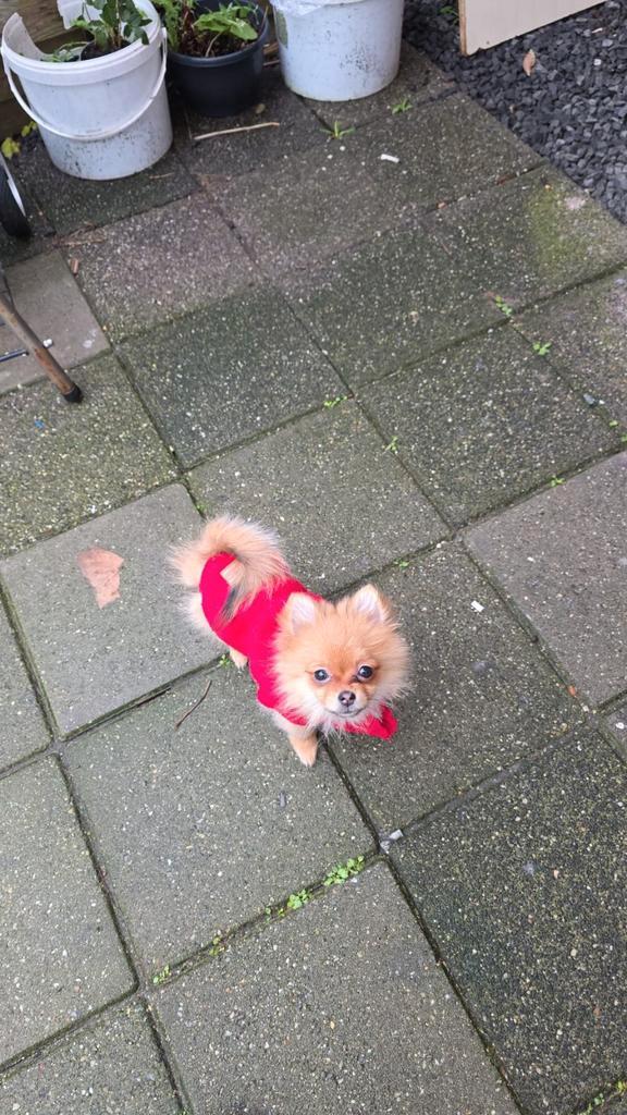 Pomeriaan Pomerian, Dieren en Toebehoren, Honden | Jack Russells en Terriërs, Teef, Overige rassen, Particulier, Eén hond, Nederland