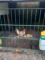 Bieden .patrijs kleurige hollandse kriel, Meerdere dieren