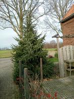 Kerstboom, Tuin en Terras, Planten | Bomen, Ophalen, Volle zon, Overige soorten