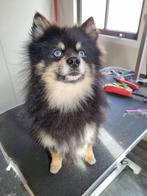 Pomsky dekreutje - niet te koop, Nederland, CDV (hondenziekte), Meerdere, Meerdere dieren