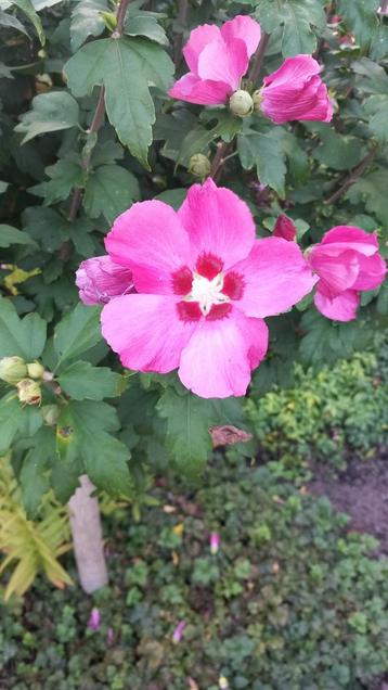 Hibiscus Struik Chinese Roos Fuchsia Roze Tuinplant beschikbaar voor biedingen