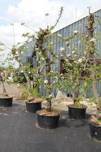 Mooie 20-jarige Elstar appelbomen in Zuid-Holland, Tuin en Terras, Planten | Fruitbomen, Lente, Appelboom, Volle zon, 250 tot 400 cm