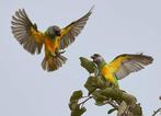 Bonte boertje - poicephalus senegalus, Meerdere dieren, Papegaai, Geringd