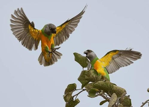 Bonte boertje - poicephalus senegalus, Dieren en Toebehoren, Vogels | Parkieten en Papegaaien, Papegaai, Meerdere dieren, Geringd