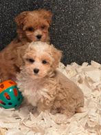 Prachtige mini Doodles ( Maltipoo ) abricot en crèmekleurig, Poedel, Nederland, CDV (hondenziekte), 8 tot 15 weken