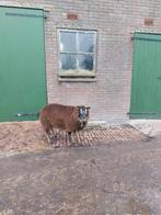 Te koop: mooie dassenkop ooilam 2025, Vrouwelijk, Schaap, 0 tot 2 jaar