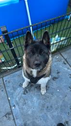 Amerikaanse akita, 15 weken tot 1 jaar, Overige rassen, Teef, Eén hond