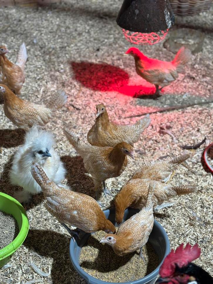 Friese hoen kippen te koop, Dieren en Toebehoren, Pluimvee, Kip, Meerdere dieren