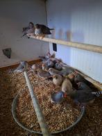 zebravinken, Dieren en Toebehoren, Vogels | Overige Vogels, Meerdere dieren, Tropenvogel