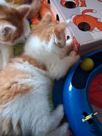 Ragdoll/maine coon kater kitten., Dieren en Toebehoren, Katten en Kittens | Raskatten | Langhaar, Kater, Ontwormd, 0 tot 2 jaar