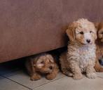 Prachtige Maltipoo x labradoodle, CDV (hondenziekte), 8 tot 15 weken, Meerdere, Nederland