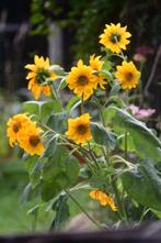 Mini zonnebloem zaden uit biologische tuin, Tuin en Terras, Bloembollen en Zaden, Ophalen of Verzenden, Volle zon