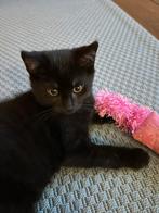 Kittens kruising maine coon, Dieren en Toebehoren, Katten en Kittens | Overige Katten, Meerdere dieren, Langharig, 0 tot 2 jaar