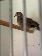 Gezocht meerdere Mus duifjes, Dieren en Toebehoren, Vogels | Overige Vogels, Meerdere dieren, Tropenvogel, Geringd