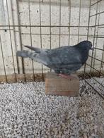 Postduiv andalusier blauw, Dieren en Toebehoren, Vrouwelijk, Postduif