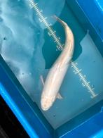 Doitsu platinum ogon - 65 cm, Karper of Koi