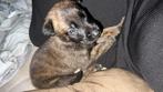 Mechelse herder, Dieren en Toebehoren, Rabiës (hondsdolheid), Reu, 8 tot 15 weken, Eén hond