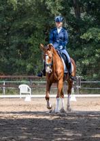 Lieve en talentvolle 11-jarige Z1 merrie Baltic x Burggraaf, Dieren en Toebehoren, Paarden, 11 jaar of ouder, Merrie, Z, Gechipt