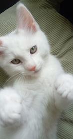 Halve maine coon kittens, Dieren en Toebehoren, Katten en Kittens | Raskatten | Langhaar