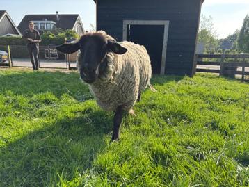 Suffolk schapen | Tamme schapen met een unieke uitstraling beschikbaar voor biedingen