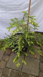 Sequoia boom in pot, Overige soorten, 100 tot 250 cm, Ophalen, Volle zon