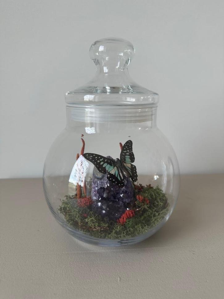 Graphium doson vlinder, Antiek en Kunst, Curiosa en Brocante, Ophalen