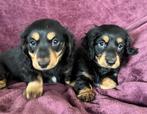 Langharige teckel pups / puppy's, Dieren en Toebehoren, CDV (hondenziekte), 8 tot 15 weken, Dwerg, Langhaar