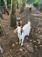 Geiten, Dieren en Toebehoren, Schapen, Geiten en Varkens, Mannelijk, Geit