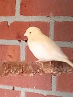 Kanaries te koop, Dieren en Toebehoren, Meerdere dieren, Kleurkanarie