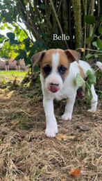 Boerenfox pups zoeken (bijna) een nieuw baasje!, Dieren en Toebehoren, Honden | Niet-rashonden, Rabiës (hondsdolheid), 8 tot 15 weken
