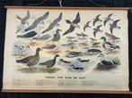 Vogels van duin en kust, Antiek en Kunst, Antiek | Schoolplaten, Ophalen of Verzenden, Natuur en Biologie