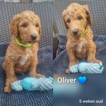 Doodle / Poedel pups  beschikbaar voor biedingen