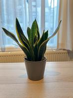 Sansevieria (Vrouwentong), Ophalen, In pot, Halfschaduw, Minder dan 100 cm
