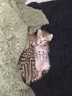 Bengaal/Tigrett kittens, Dieren en Toebehoren, Katten en Kittens | Raskatten | Korthaar