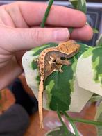 Crested Gecko tricolor Lilly white full pin, Dieren en Toebehoren, Amfibie, 0 tot 2 jaar