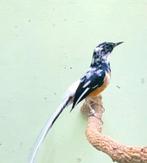 Opzoek naar bonte Schamalijster s, Dieren en Toebehoren, Vogels | Overige Vogels, Meerdere dieren