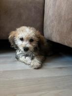 Lieve pup zoekt een nieuw huisje, Dieren en Toebehoren, Honden | Chihuahua's en Gezelschapshonden, 8 tot 15 weken, CDV (hondenziekte)