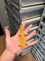 1.0 luipaardgekko, Dieren en Toebehoren, Hagedis, 0 tot 2 jaar
