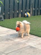 Pomeriaan reutje 7 maanden, Dieren en Toebehoren, Honden | Chihuahua's en Gezelschapshonden, Rabiës (hondsdolheid), 15 weken tot 1 jaar