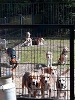 Beagle oppas opvang., Diensten en Vakmensen, Dieren | Honden | Verzorging, Oppas en Les