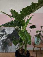 2 grote olifantsoor in 1 ruime pot, Alocasia 'Calidora', Huis en Inrichting, Kamerplanten, Ophalen, 100 tot 150 cm, Overige soorten