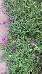 Stekje bodembedekker, Tuin en Terras, Planten | Tuinplanten, Ophalen of Verzenden