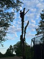 Bomen snoeien verwijderen heggensnoeien, Tuin en Terras, Planten | Bomen, Ophalen of Verzenden, Volle zon, Overige soorten