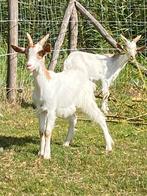 Girgentana bokjes, Dieren en Toebehoren, Schapen, Geiten en Varkens, Mannelijk, Geit, 0 tot 2 jaar